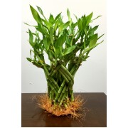 For Braided Dragon 2 Levels